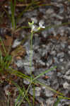 Lyrate rockcress